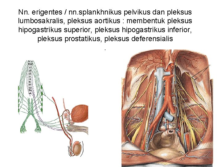 Nn. erigentes / nn. splankhnikus pelvikus dan pleksus lumbosakralis, pleksus aortikus : membentuk pleksus