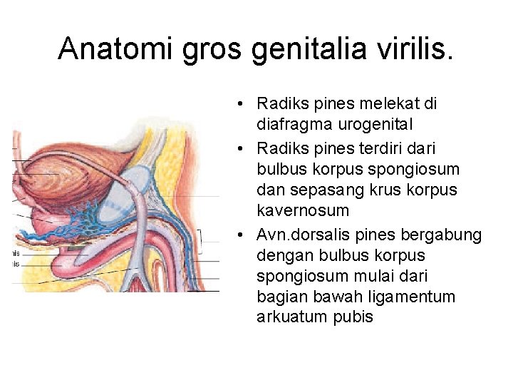 Anatomi gros genitalia virilis. • Radiks pines melekat di diafragma urogenital • Radiks pines