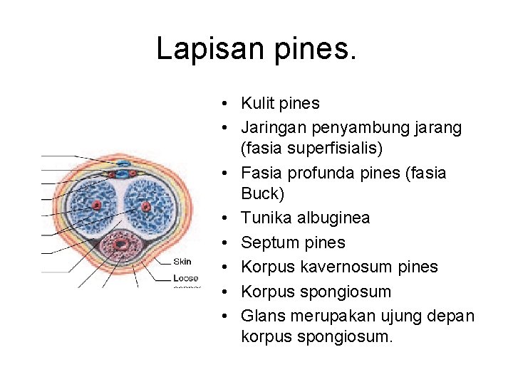 Lapisan pines. • Kulit pines • Jaringan penyambung jarang (fasia superfisialis) • Fasia profunda