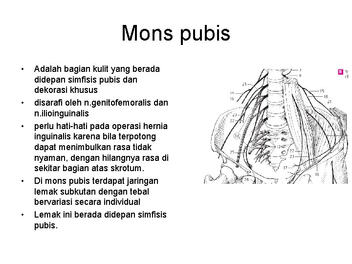 Mons pubis • • • Adalah bagian kulit yang berada didepan simfisis pubis dan