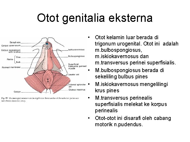 Otot genitalia eksterna • Otot kelamin luar berada di trigonum urogenital. Otot ini adalah