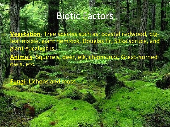 Biotic Factors Vegetation- Tree species such as: coastal redwood, bigleaf maple, giant hemlock, Douglas Biotic Factors Vegetation- Tree species such as: coastal redwood, bigleaf maple, giant hemlock, Douglas