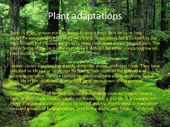 Plant adaptations Bark- In drier, temperate deciduous forests a thick bark helps to limit Plant adaptations Bark- In drier, temperate deciduous forests a thick bark helps to limit