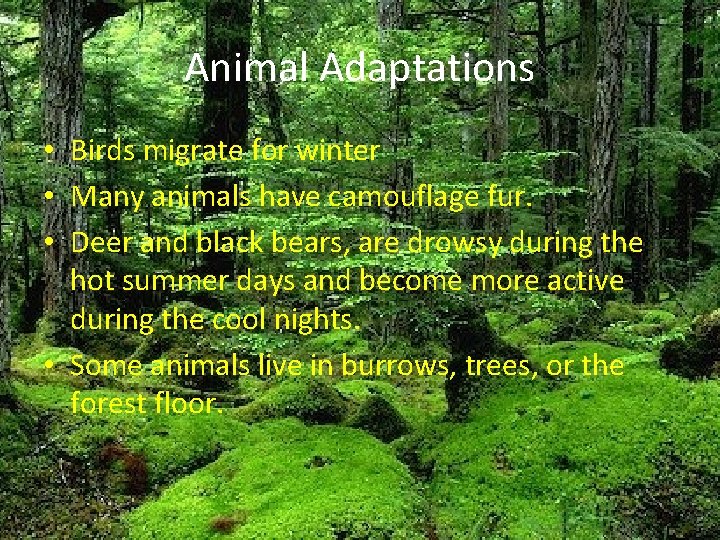 Animal Adaptations • Birds migrate for winter • Many animals have camouflage fur. • Animal Adaptations • Birds migrate for winter • Many animals have camouflage fur. •