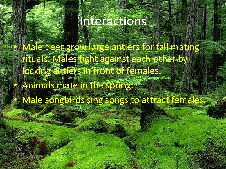 Interactions • Male deer grow large antlers for fall mating rituals. Males fight against Interactions • Male deer grow large antlers for fall mating rituals. Males fight against