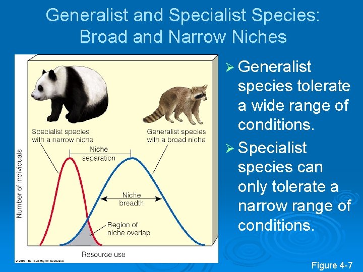 Generalist and Specialist Species: Broad and Narrow Niches Ø Generalist species tolerate a wide