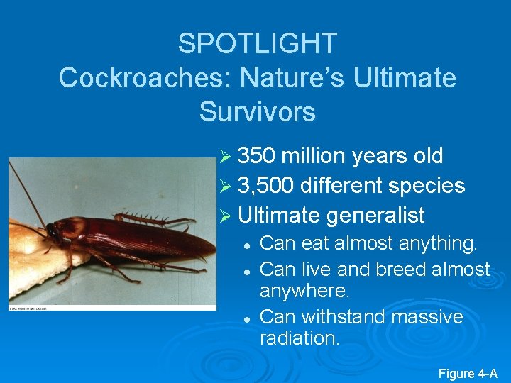 SPOTLIGHT Cockroaches: Nature’s Ultimate Survivors Ø 350 million years old Ø 3, 500 different