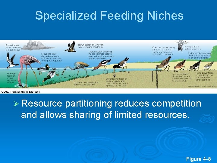 Specialized Feeding Niches Ø Resource partitioning reduces competition and allows sharing of limited resources.