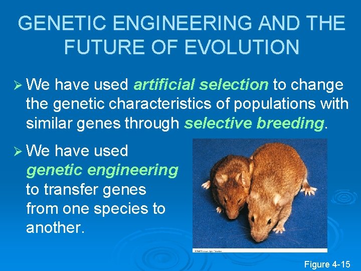 GENETIC ENGINEERING AND THE FUTURE OF EVOLUTION Ø We have used artificial selection to