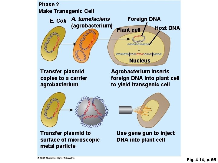 Phase 2 Make Transgenic Cell E. Coli A. tumefaciens (agrobacterium) Foreign DNA Plant cell