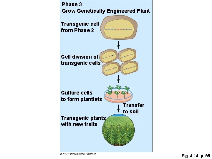 Phase 3 Grow Genetically Engineered Plant Transgenic cell from Phase 2 Cell division of