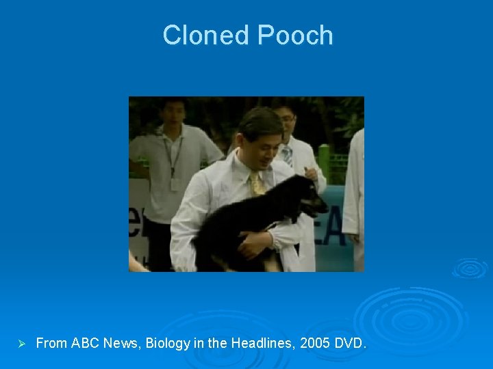 Cloned Pooch Ø From ABC News, Biology in the Headlines, 2005 DVD. 