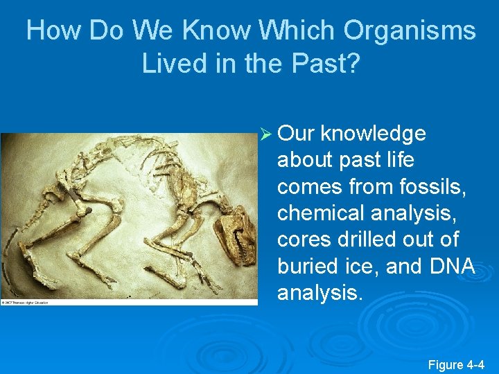 How Do We Know Which Organisms Lived in the Past? Ø Our knowledge about