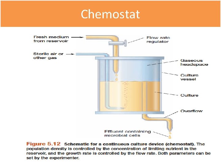 Chemostat 