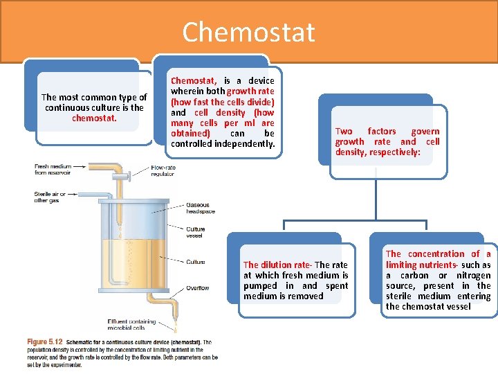 Chemostat The most common type of continuous culture is the chemostat. Chemostat, is a