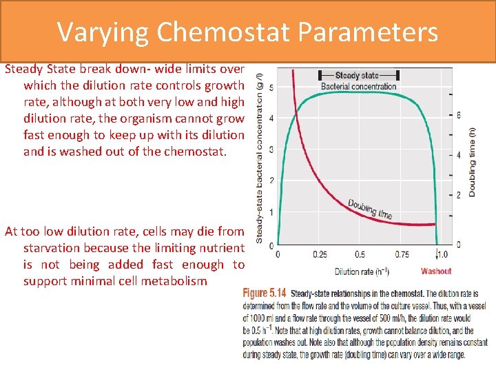 Varying Chemostat Parameters Steady State break down- wide limits over which the dilution rate