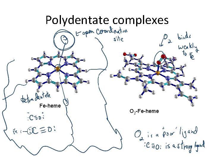 Polydentate complexes Fe-heme O 2 -Fe-heme 