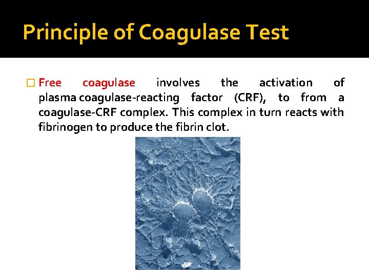 Principle of Coagulase Test � Free coagulase involves the activation of plasma coagulase-reacting factor