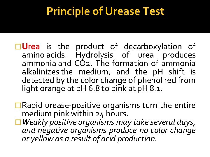 Principle of Urease Test �Urea is the product of decarboxylation of amino acids. Hydrolysis