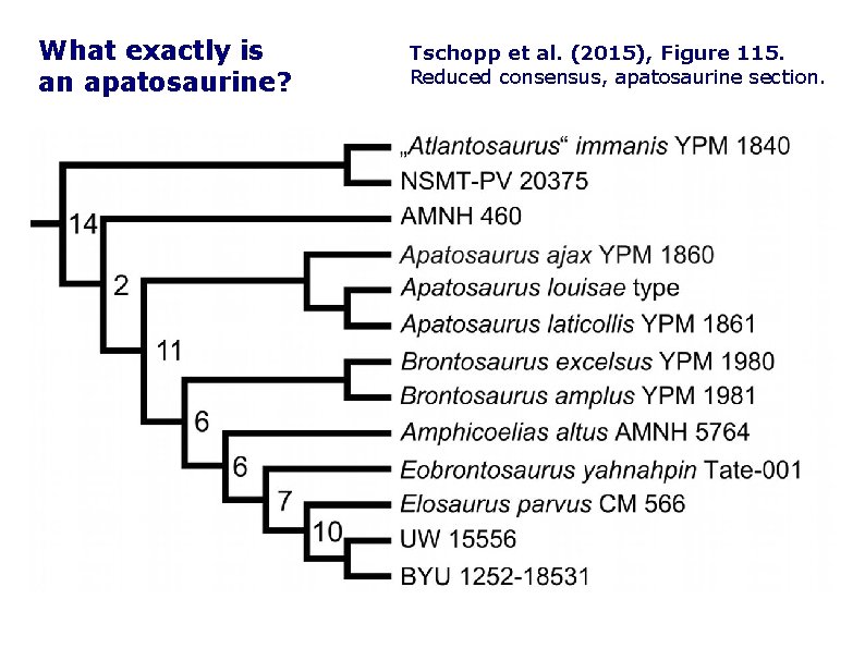What exactly is an apatosaurine? Tschopp et al. (2015), Figure 115. Reduced consensus, apatosaurine