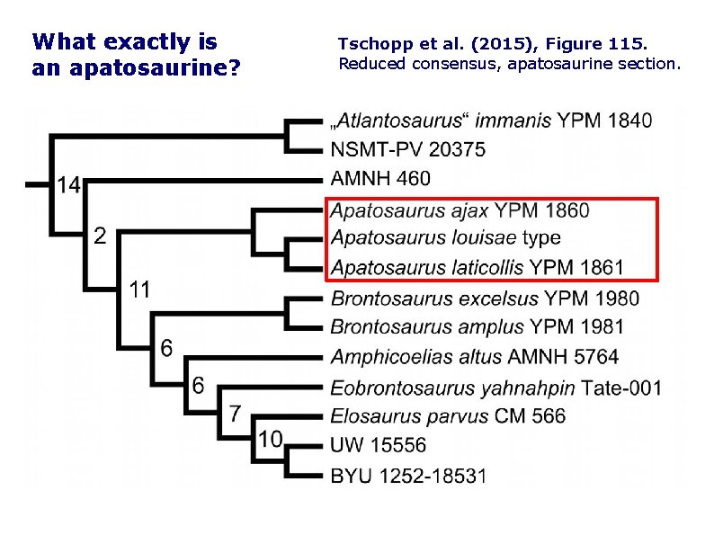 What exactly is an apatosaurine? Tschopp et al. (2015), Figure 115. Reduced consensus, apatosaurine
