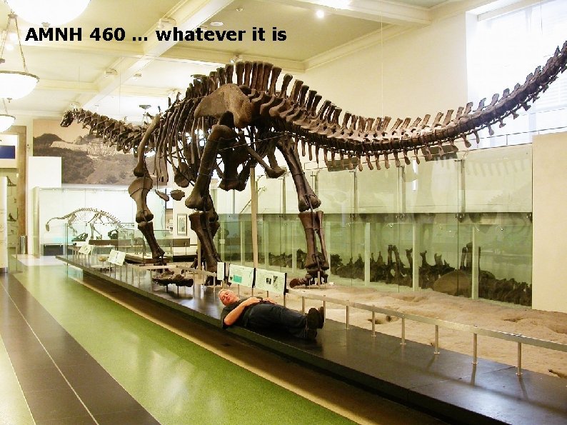 AMNH 460 … whatever it is 