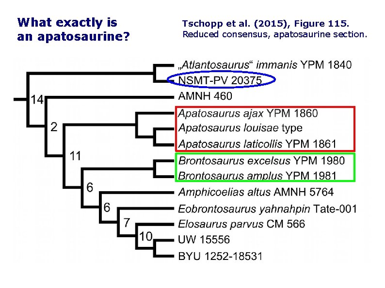 What exactly is an apatosaurine? Tschopp et al. (2015), Figure 115. Reduced consensus, apatosaurine