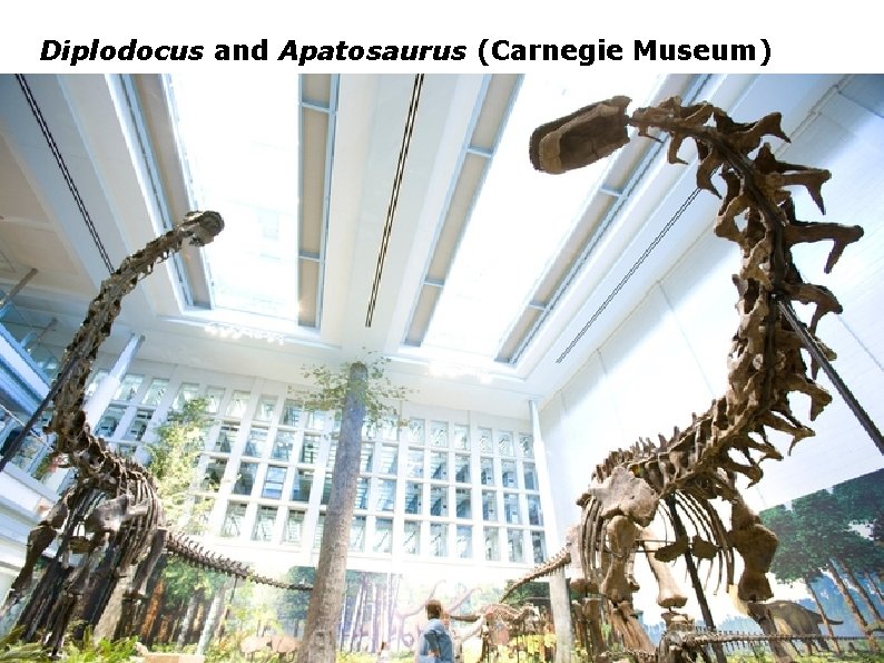 Diplodocus and Apatosaurus (Carnegie Museum) 