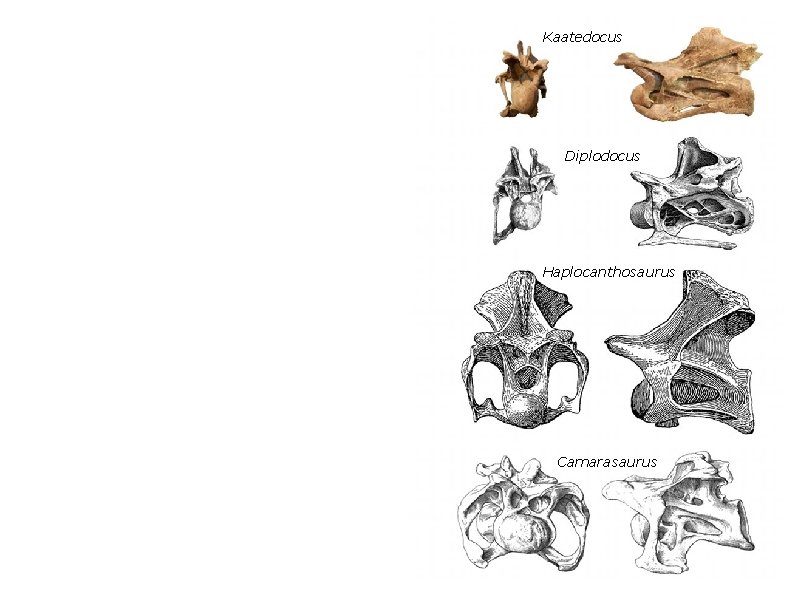 Tokyo apatosaur Apatosaurus ajax Kaatedocus Diplodocus Haplocanthosaurus Brontosaurus excelsus Camarasaurus 