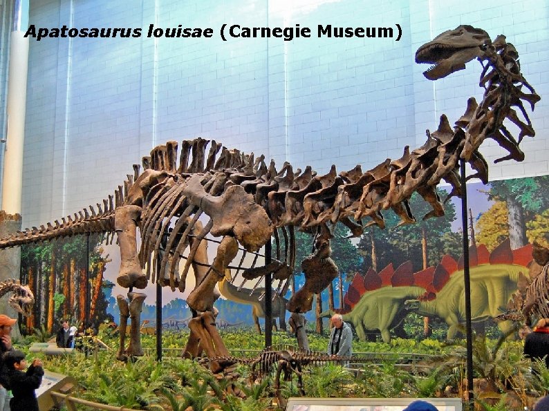 Apatosaurus louisae (Carnegie Museum) 