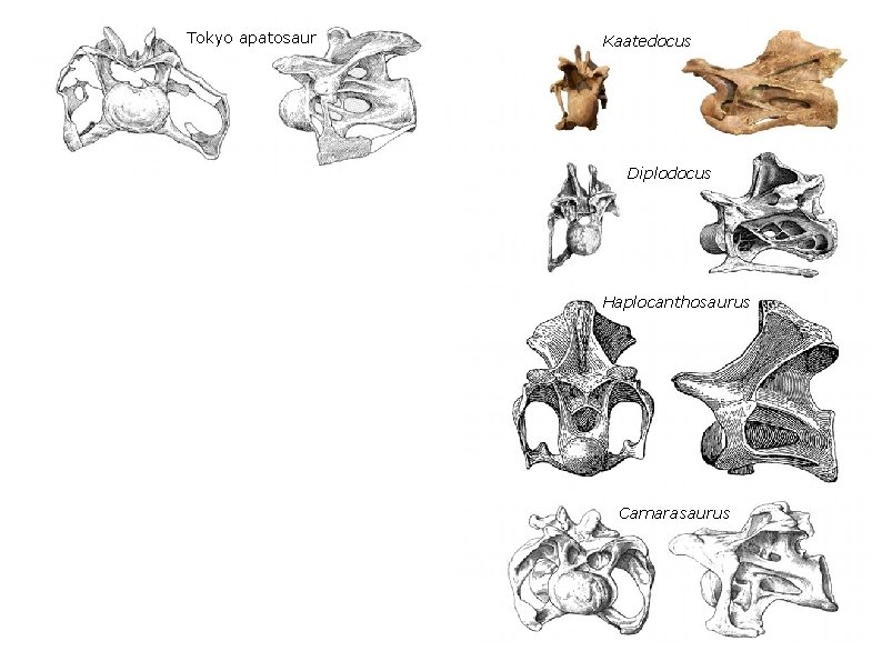 Tokyo apatosaur Apatosaurus ajax Kaatedocus Diplodocus Haplocanthosaurus Brontosaurus excelsus Camarasaurus 