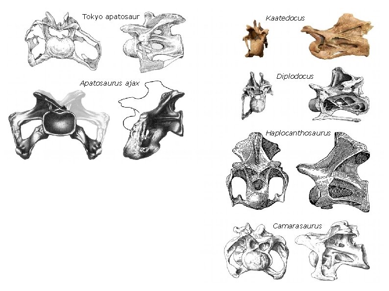 Tokyo apatosaur Apatosaurus ajax Kaatedocus Diplodocus Haplocanthosaurus Brontosaurus excelsus Camarasaurus 