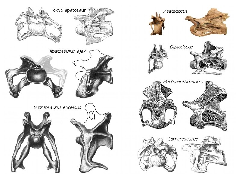 Tokyo apatosaur Apatosaurus ajax Kaatedocus Diplodocus Haplocanthosaurus Brontosaurus excelsus Camarasaurus 