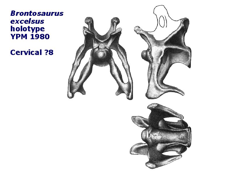 Brontosaurus excelsus holotype YPM 1980 Cervical ? 8 