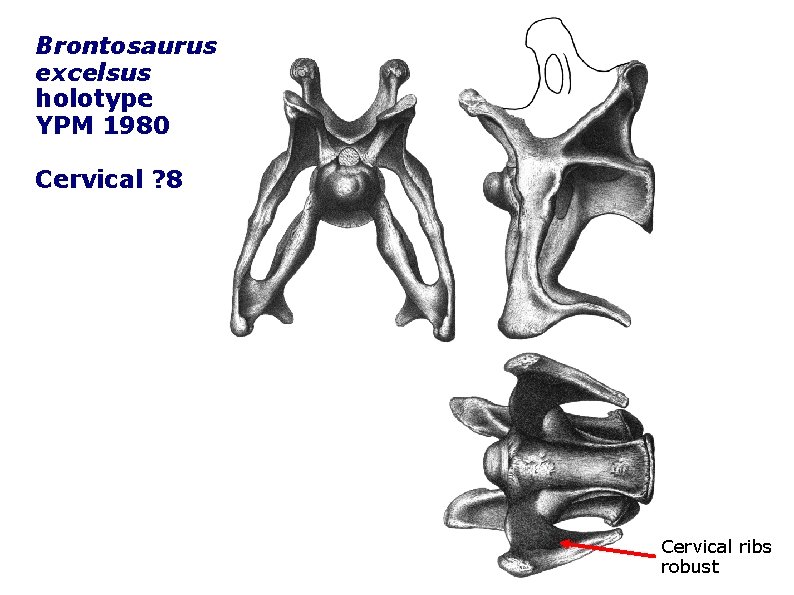 Brontosaurus excelsus holotype YPM 1980 Cervical ? 8 Cervical ribs robust 