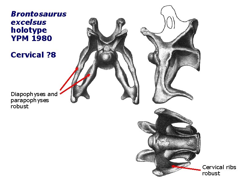 Brontosaurus excelsus holotype YPM 1980 Cervical ? 8 Diapophyses and parapophyses robust Cervical ribs