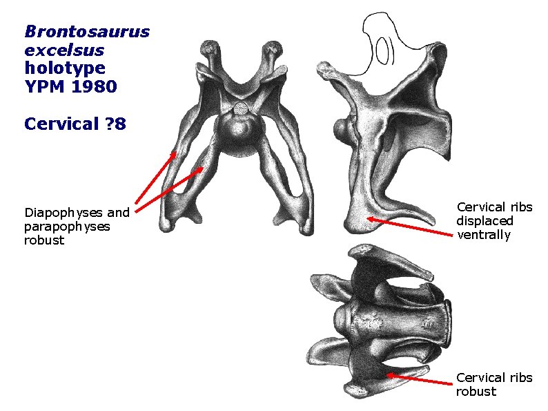 Brontosaurus excelsus holotype YPM 1980 Cervical ? 8 Diapophyses and parapophyses robust Cervical ribs