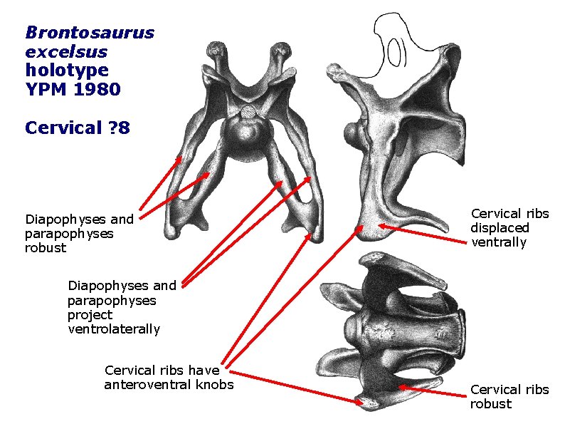 Brontosaurus excelsus holotype YPM 1980 Cervical ? 8 Diapophyses and parapophyses robust Cervical ribs