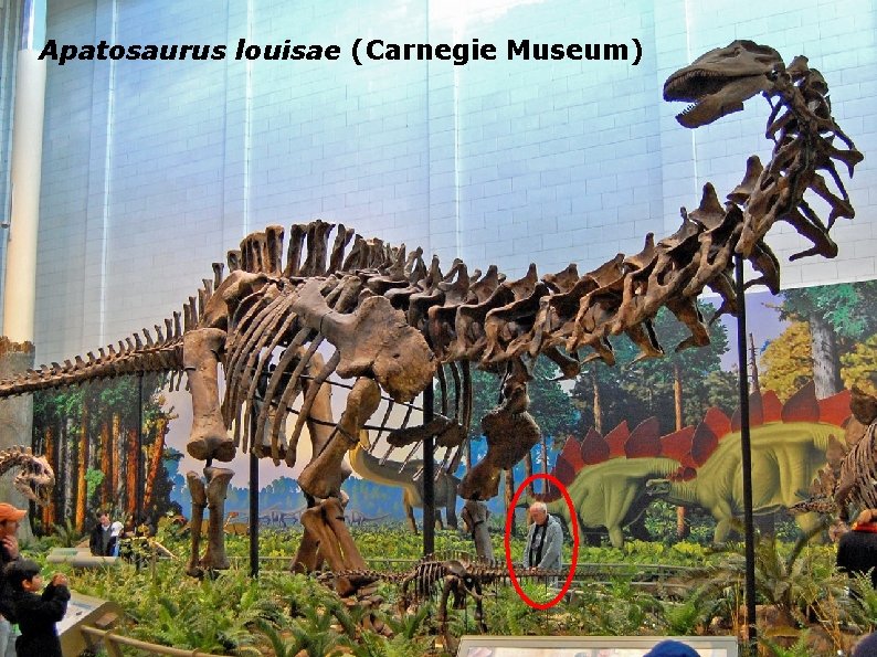 Apatosaurus louisae (Carnegie Museum) 