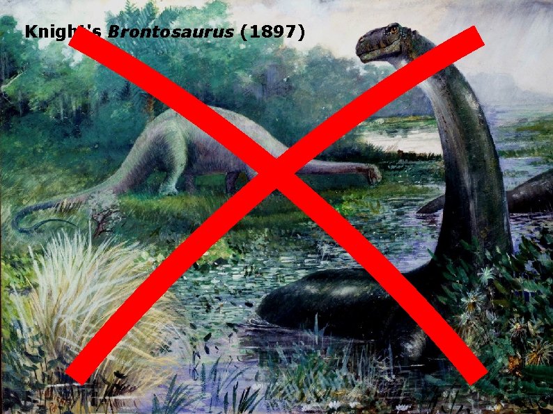 Knight's Brontosaurus (1897) 