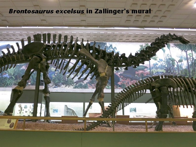 Brontosaurus excelsus in Zallinger's mural 