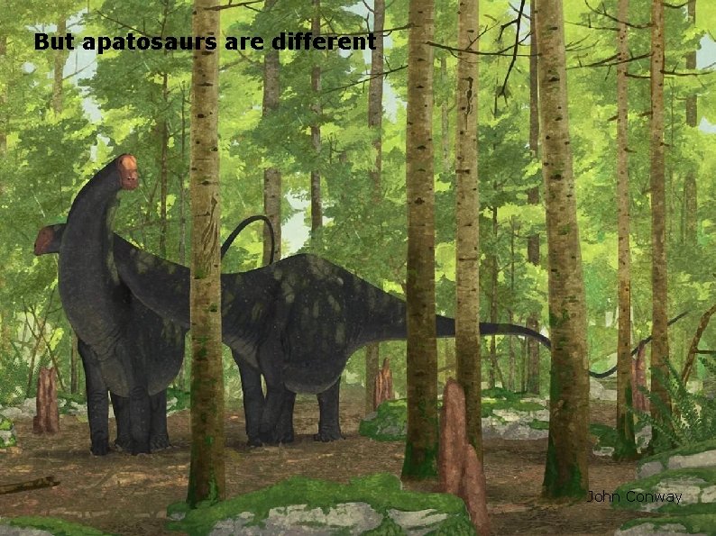 But apatosaurs are different John Conway 