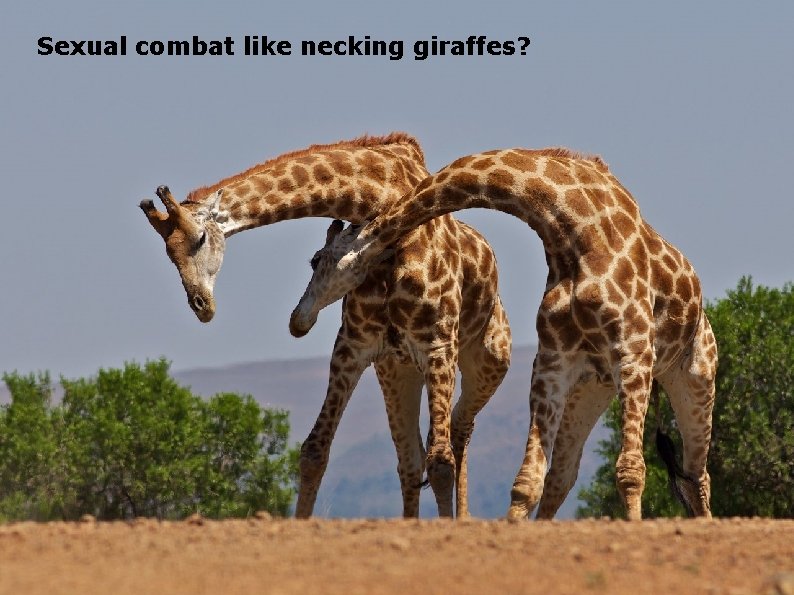 Sexual combat like necking giraffes? 