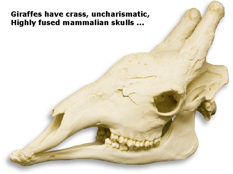 Giraffes have crass, uncharismatic, Highly fused mammalian skulls. . . 