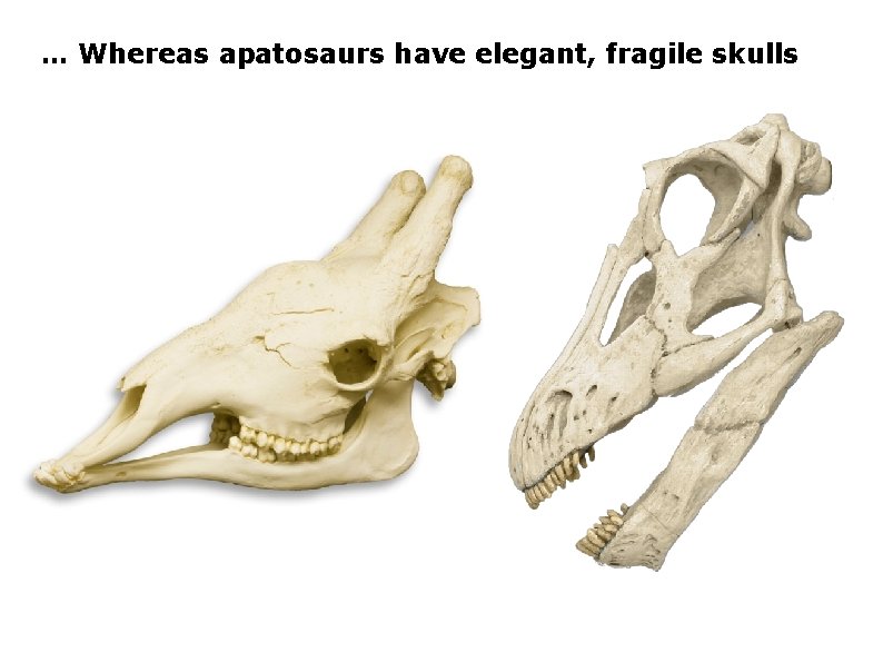 … Whereas apatosaurs have elegant, fragile skulls 