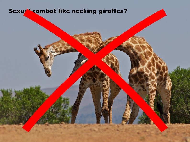 Sexual combat like necking giraffes? 