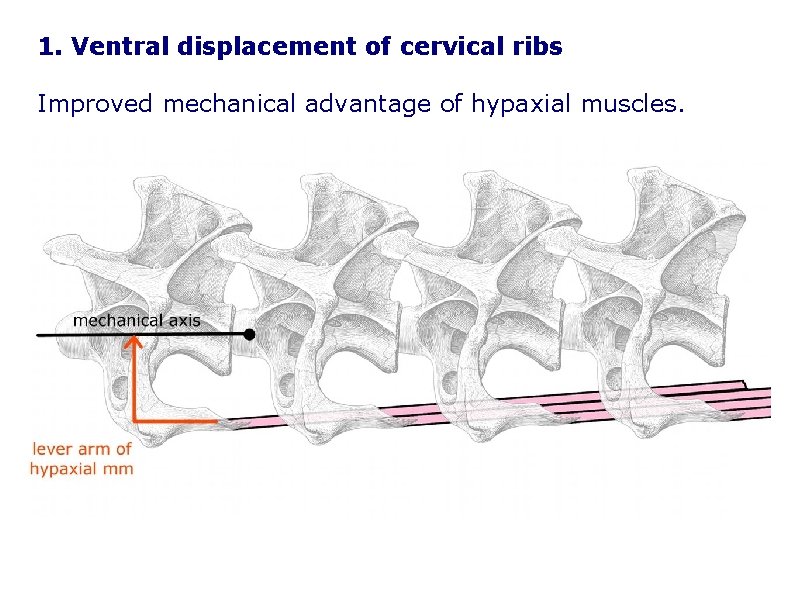 1. Ventral displacement of cervical ribs Improved mechanical advantage of hypaxial muscles. 