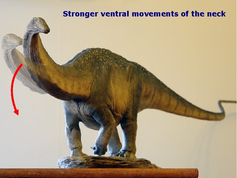 Stronger ventral movements of the neck 