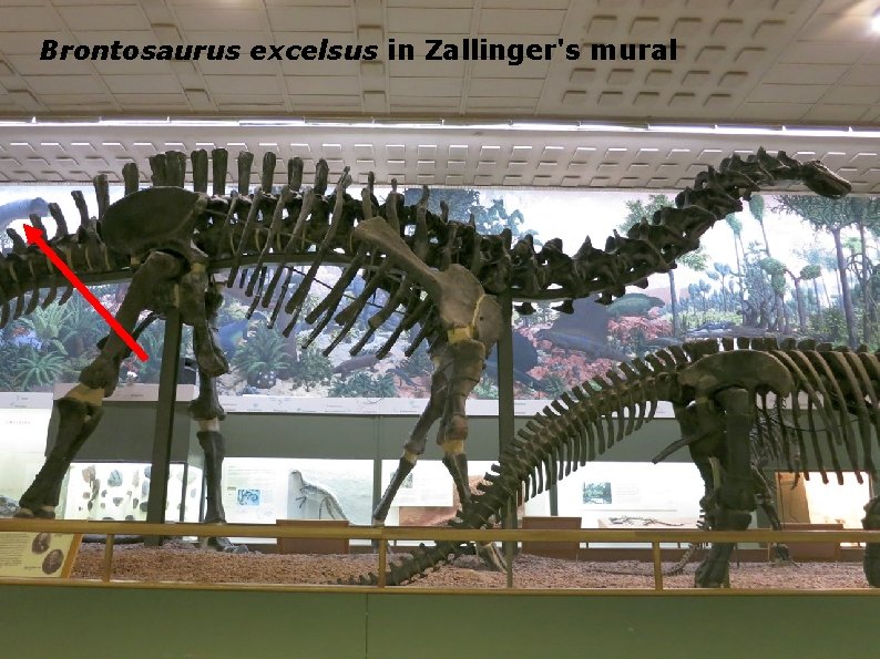 Brontosaurus excelsus in Zallinger's mural 