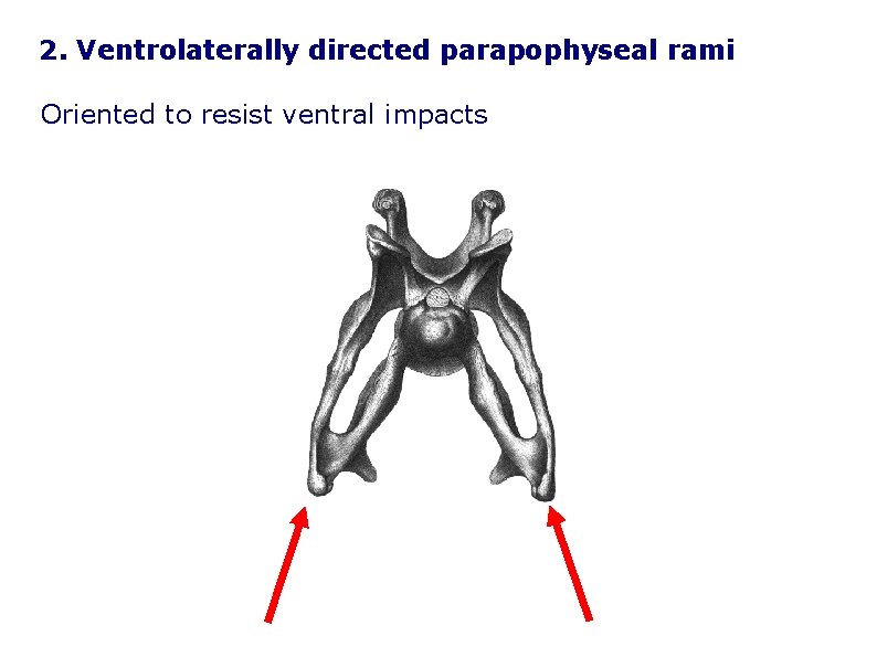 2. Ventrolaterally directed parapophyseal rami Oriented to resist ventral impacts 